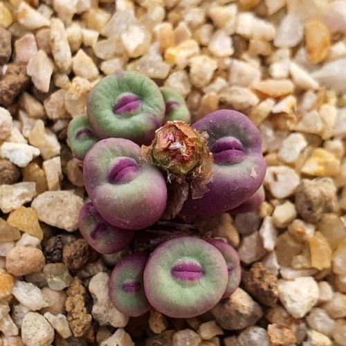 Подборка самых невероятных и красивых суккулентов! 03