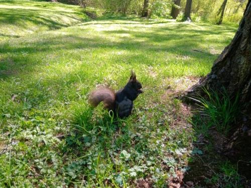 Очень весенняя петербургская прогулка. 05