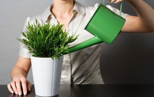 Полезные комнатные растения в интерьере квартиры.