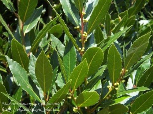 Лавр благородный. Плодовый сад в комнате. 03 Лавр благородный. Плодовый сад в комнате. 03