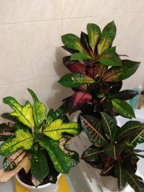 Лавстори.   А помнишь, как всё начиналось? 09