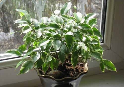 Фикус.  Фикус издавна хранителем домашнего уюта и стабильности семейной жизни считался. 01