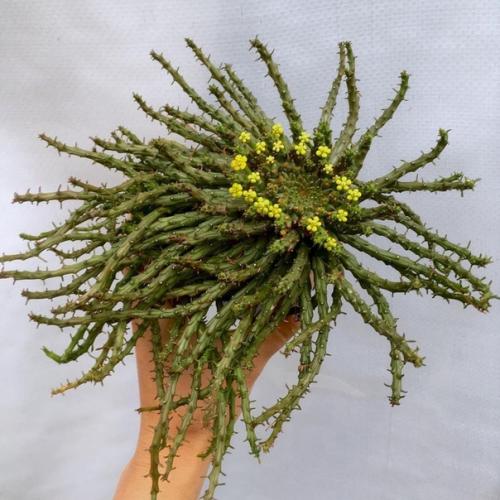 Подборка самых невероятных и красивых суккулентов! | Всё об интерьере ...