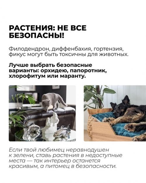 Ты продумал интерьер до мелочей: стильный диван, уютный ковер, модные растения. 04