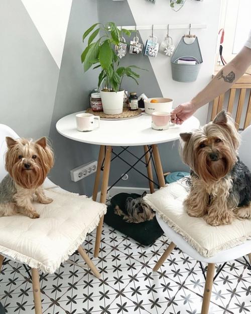 Маленькая, но уютная однокомнатная квартира в Москве стала настоящим убежищем для молодой семьи и трех милых Йорков. 07