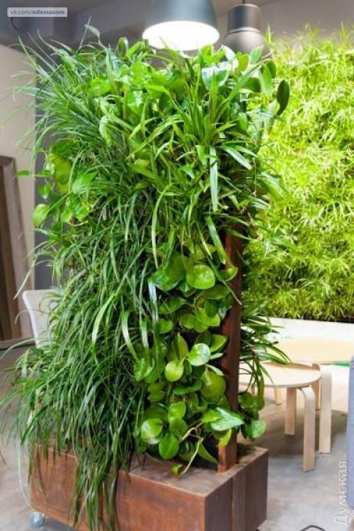 По примеру французов: Одессу предлагают озеленять вертикально. 02