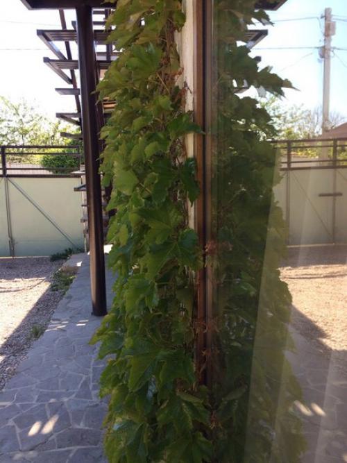 Ландшафтный дизайн в Доме Сновидений так же дело золотых Сашиных рук, как и все постройки и интерьеры комнат. 08