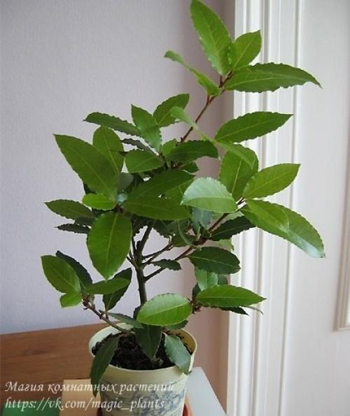 Лавр благородный.
Плодовый сад в комнате.
