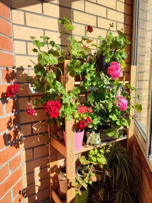 На днях мне достался шикарный экземпляр щучьего хвоста, а по научному сансевиерия, прям с мусорки. 02