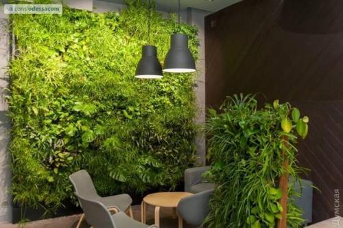 По примеру французов: Одессу предлагают озеленять вертикально. 01