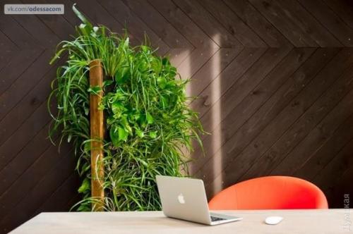 По примеру французов: Одессу предлагают озеленять вертикально. 03