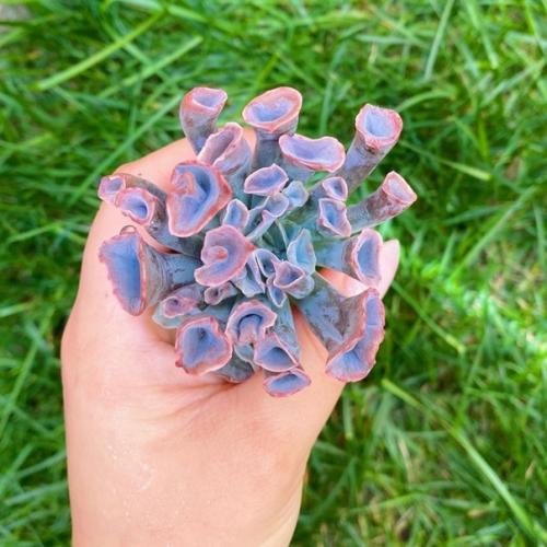 Подборка самых невероятных и красивых суккулентов! 01