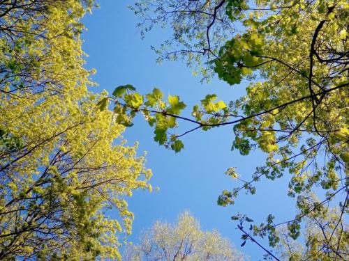 Очень весенняя петербургская прогулка. 02