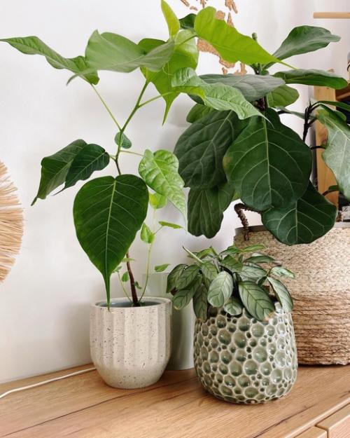 Маленькая, но уютная однокомнатная квартира в Москве стала настоящим убежищем для молодой семьи и трех милых Йорков. 06