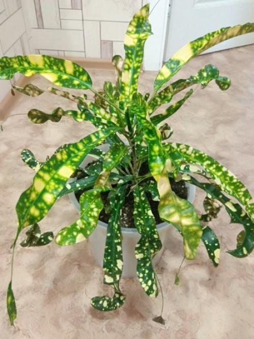 Лавстори.   А помнишь, как всё начиналось? 06