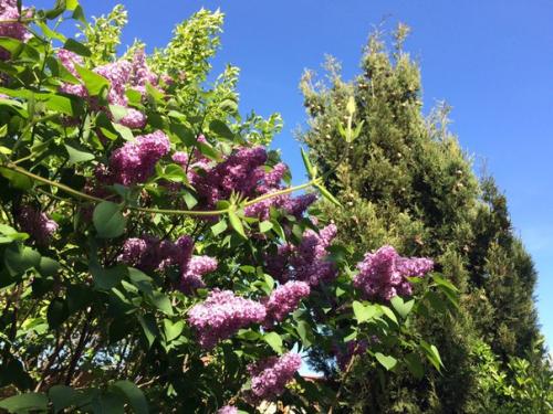 Ландшафтный дизайн в Доме Сновидений так же дело золотых Сашиных рук, как и все постройки и интерьеры комнат. 04