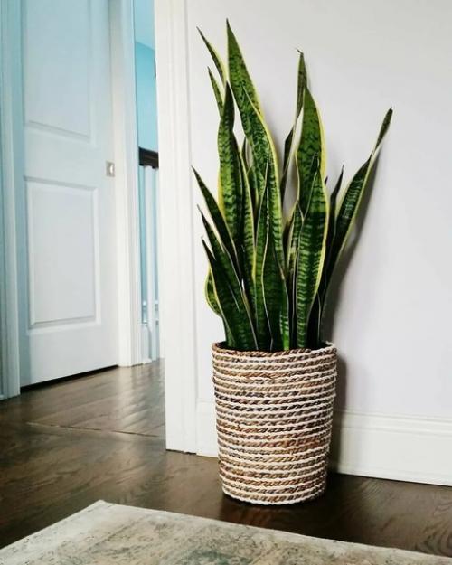 На днях мне достался шикарный экземпляр щучьего хвоста, а по научному сансевиерия, прям с мусорки. 01