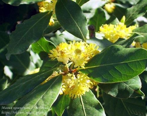 Лавр благородный. Плодовый сад в комнате. 02 Лавр благородный. Плодовый сад в комнате. 02