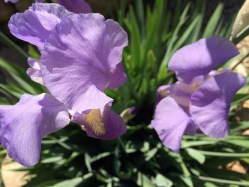 Ландшафтный дизайн в Доме Сновидений так же дело золотых Сашиных рук, как и все постройки и интерьеры комнат. 01