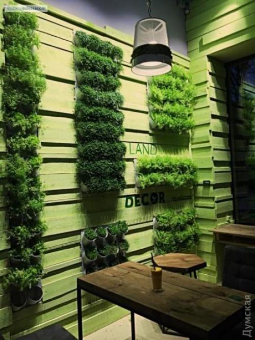 По примеру французов: Одессу предлагают озеленять вертикально. 06