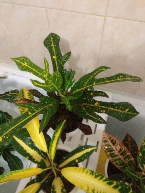 Лавстори.   А помнишь, как всё начиналось? 01