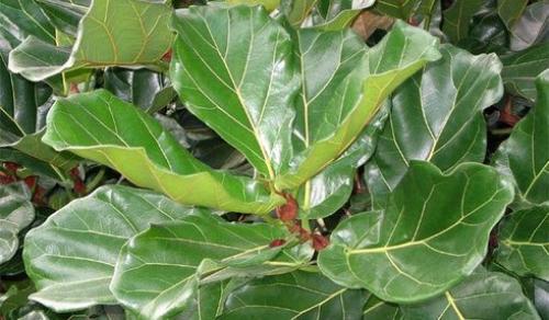 Фикус.  Фикус издавна хранителем домашнего уюта и стабильности семейной жизни считался. 03