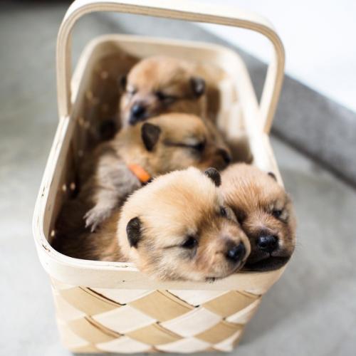 Серый цвет, дерево и растения: классический современный интерьер в скандинавском стиле. 04