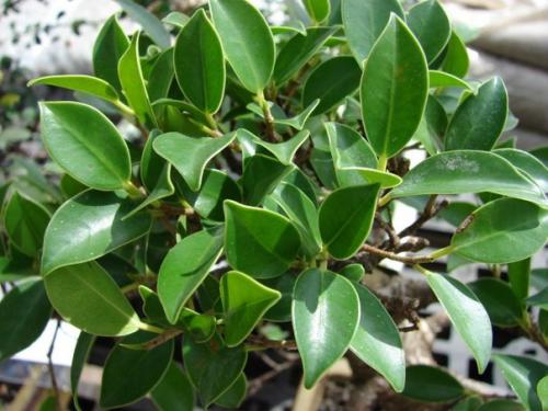 Фикус.  Фикус издавна хранителем домашнего уюта и стабильности семейной жизни считался. 02