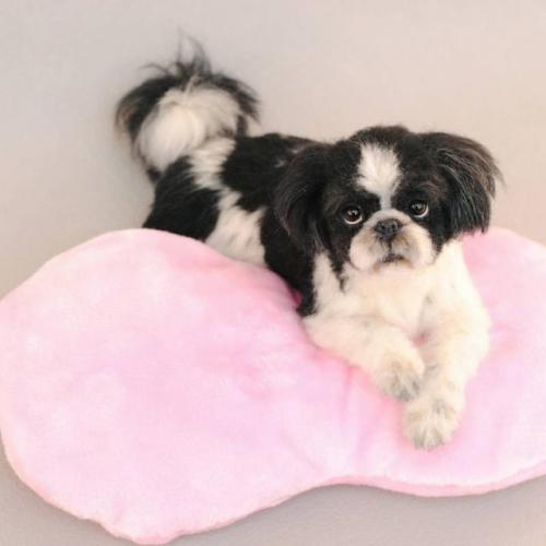 Войлочные игрушки от японского художника миру. 01