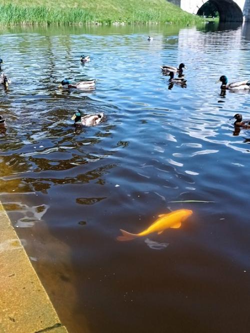 Ходчино. Гатчино. Гатчина. 09