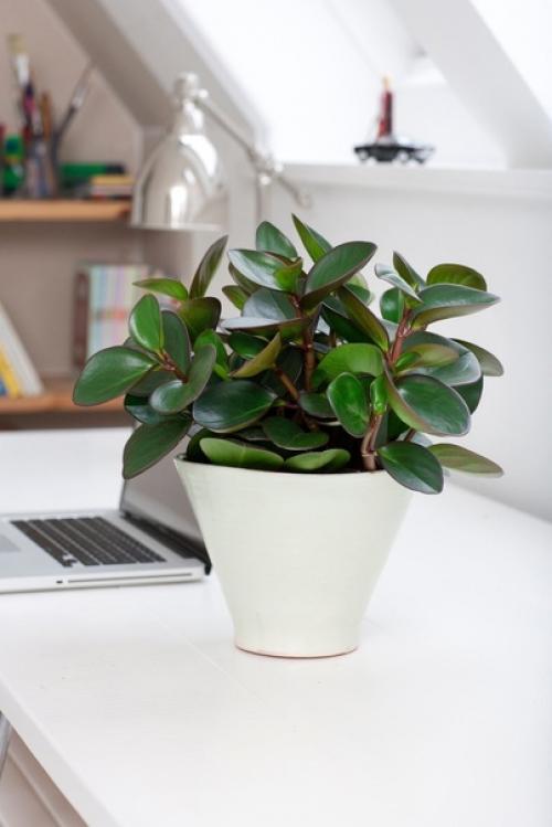 Пеперомия туполистная (Peperomia Obtusifolia). 04
