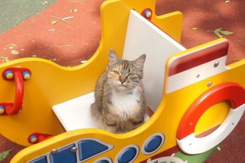 Москва.  Кошка с детской площадки мечтает быть домашней и любимой! 05