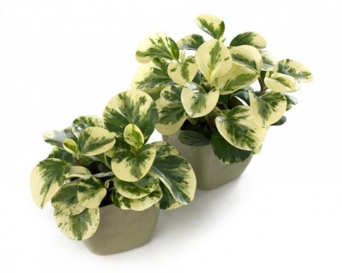 Пеперомия туполистная (Peperomia Obtusifolia). 01