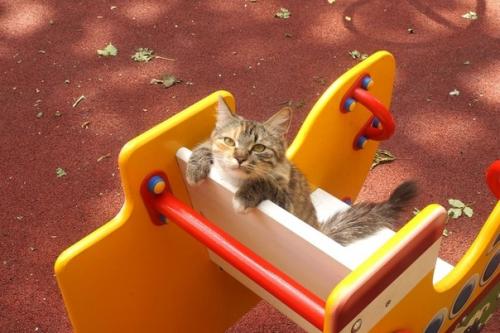 Москва.  Кошка с детской площадки мечтает быть домашней и любимой! 01