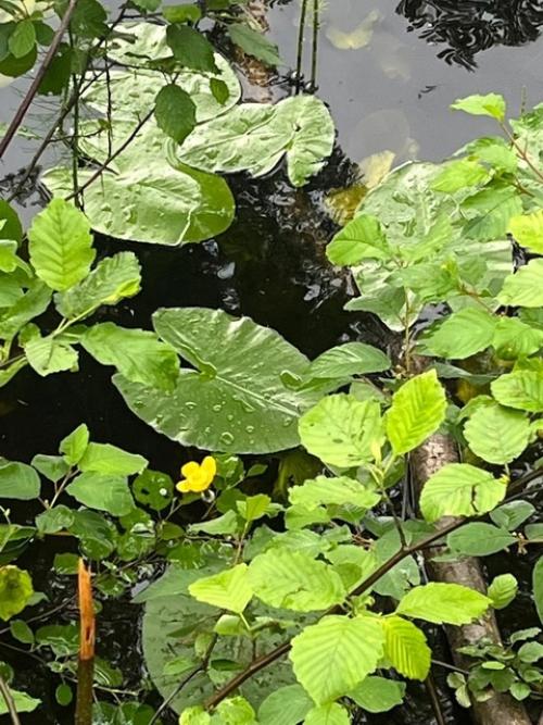 Путешествие из Петербурга в Карелию. 02 Путешествие из Петербурга в Карелию. 02