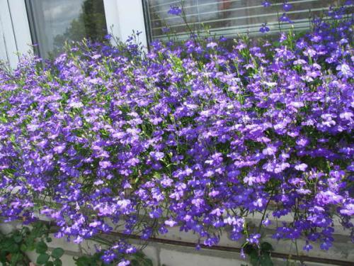 Как юная Офелия, цветущая лобелия. 01