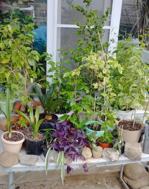 Часть моих растений переехала на улицу, и буквально за пару недель это положительно сказалось на новом приросте. 01