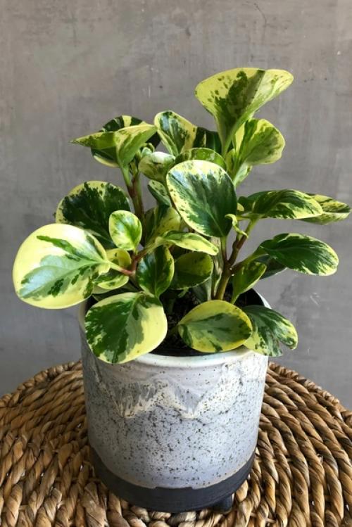 Пеперомия туполистная (Peperomia Obtusifolia). 02