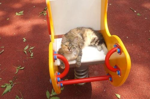 Москва.  Кошка с детской площадки мечтает быть домашней и любимой! 03