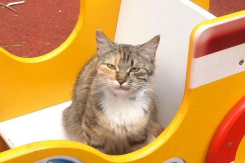 Москва.  Кошка с детской площадки мечтает быть домашней и любимой! 04