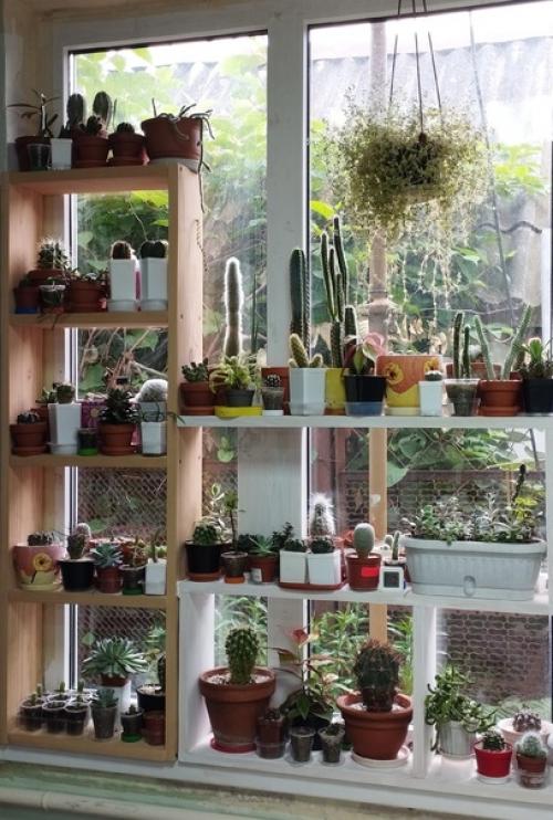 Часть моих растений переехала на улицу, и буквально за пару недель это положительно сказалось на новом приросте. 02