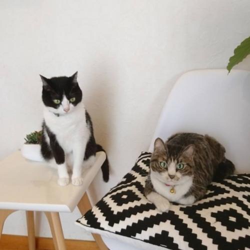 Войлочные игрушки от японского художника миру. 02