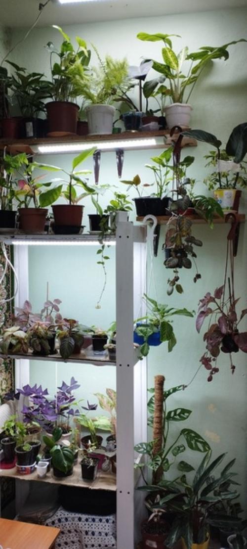 Часть моих растений переехала на улицу, и буквально за пару недель это положительно сказалось на новом приросте. 03