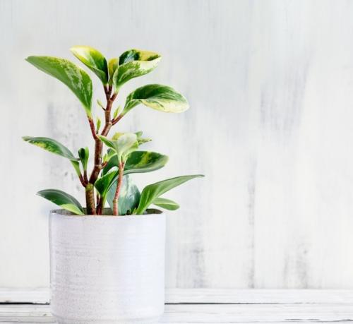 Пеперомия туполистная (Peperomia Obtusifolia). 03