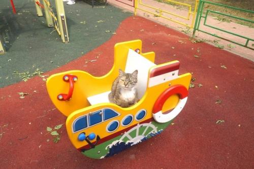 Москва.  Кошка с детской площадки мечтает быть домашней и любимой! 06