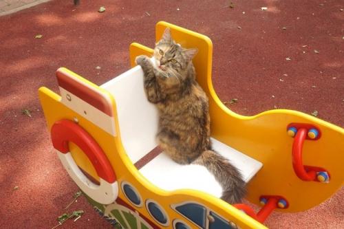 Москва.  Кошка с детской площадки мечтает быть домашней и любимой! 02