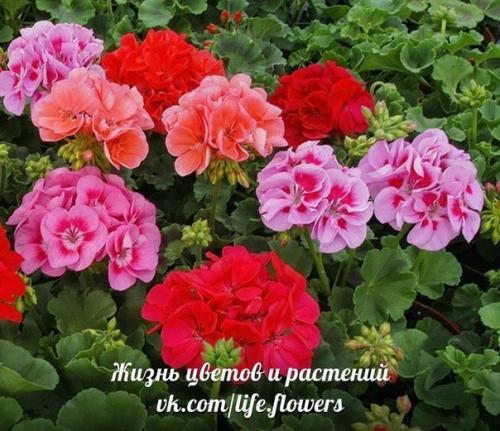 Виды пеларгоний.  Это важно знать. 05