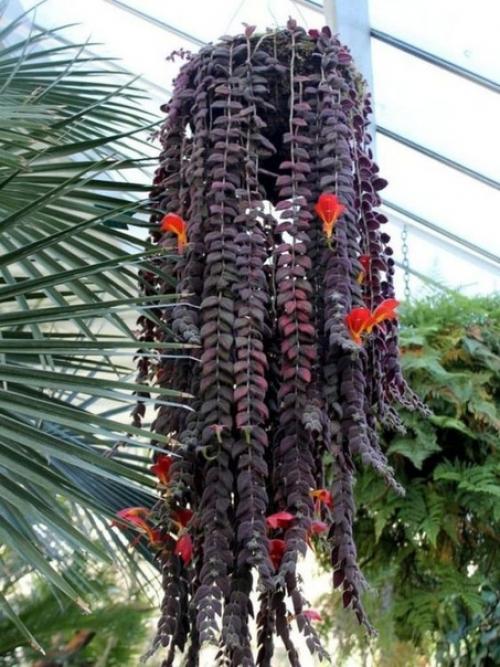 10 ошибок при выращивании колумнеи.