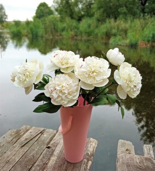 Пионы - символ аристократизма и власти. 03