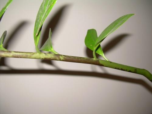 Популярность замиокулькаса у цветоводов объясняется сравнительной неприхотливостью растения. 01